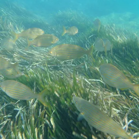 Hotel apartamentowy Anemos *