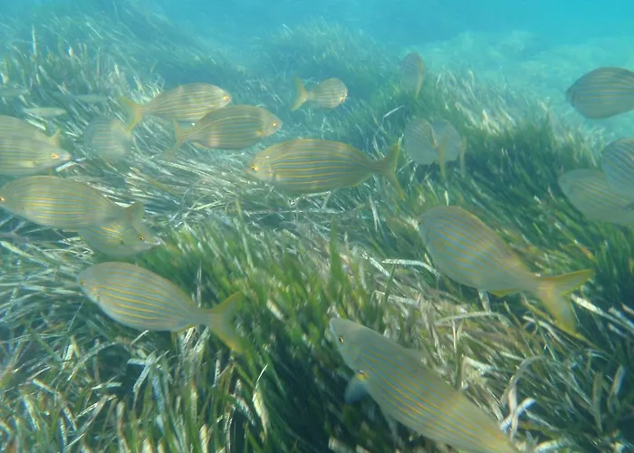 Lägenhetshotell Anemos *